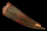 Fossil Fish Fang (Aidachar) - Kem Kem Beds, Morocco #164267-1